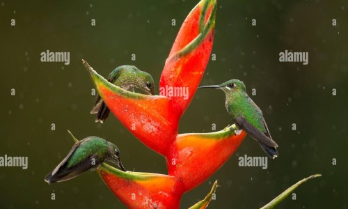 海苔食用方法专区_海苔吃法实用大全专区_成品海苔的吃法网